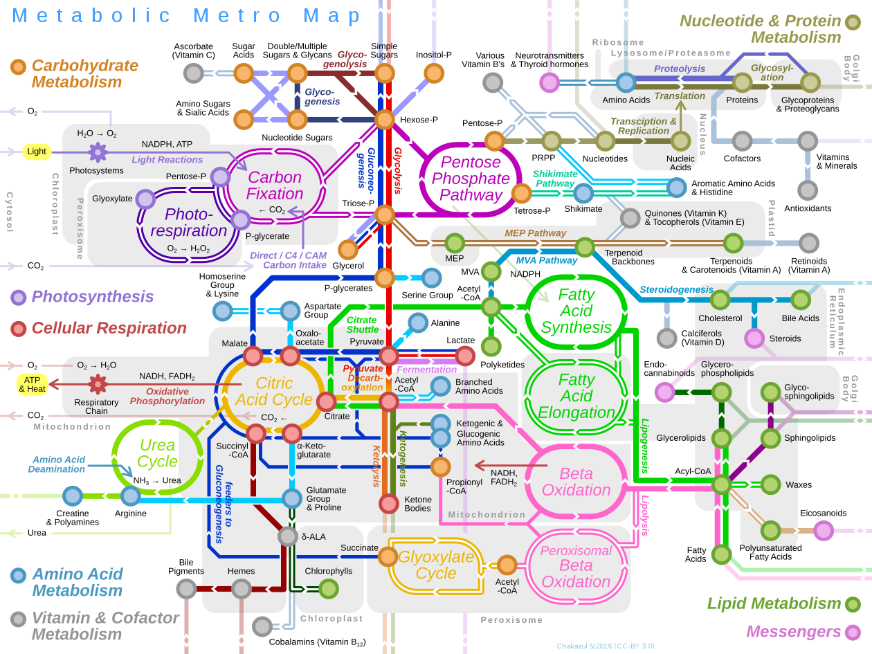 metabo map