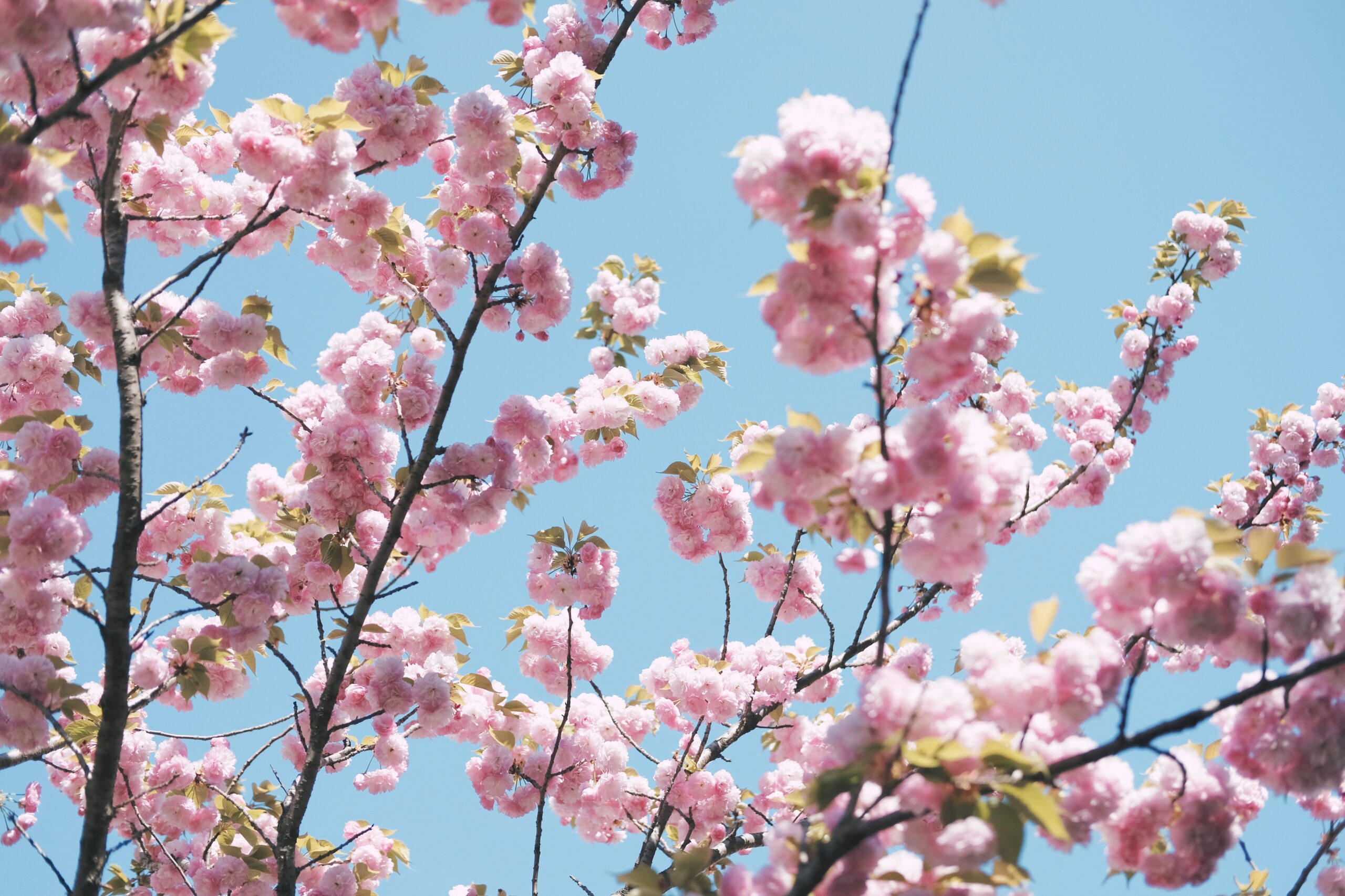 Tokyo, Japan, cherry blossom