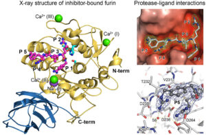 Kristallstruktur von Inhibitor-gebundenen Furin und Protease-Inhibitor-Interaktionen.