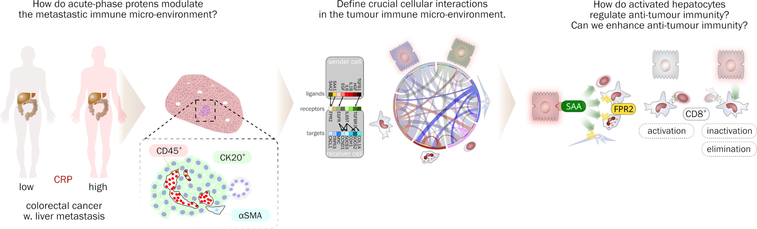 acute phase proteins in liver metastasis and tumor immunity