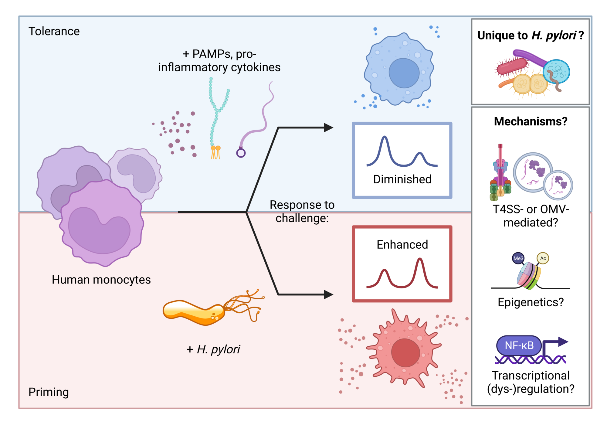 H pylori induced innate immune memory