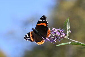 Admiral Vanessa atalanta