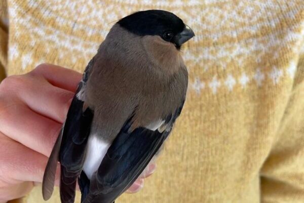 Gimpelweibchen (Bea Apfelbeck; Haus der Natur)