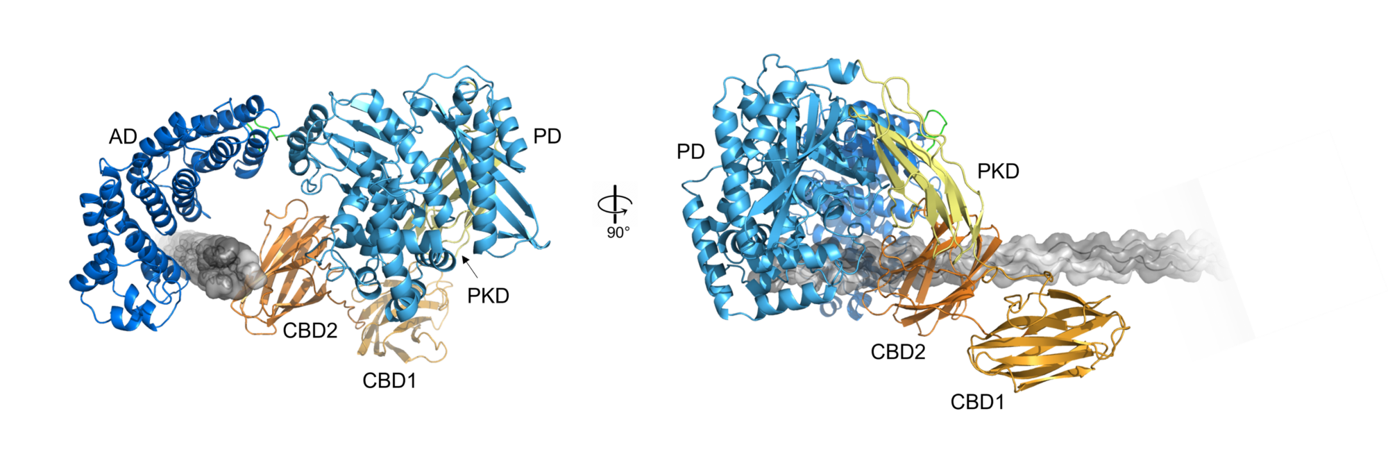 Docking model of bacterial collagenase ColG