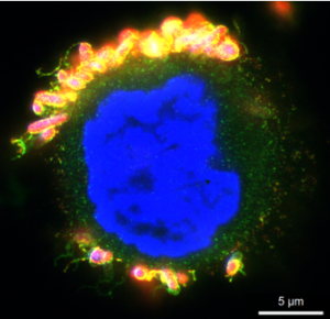 Projekt Wessler FWF 2024