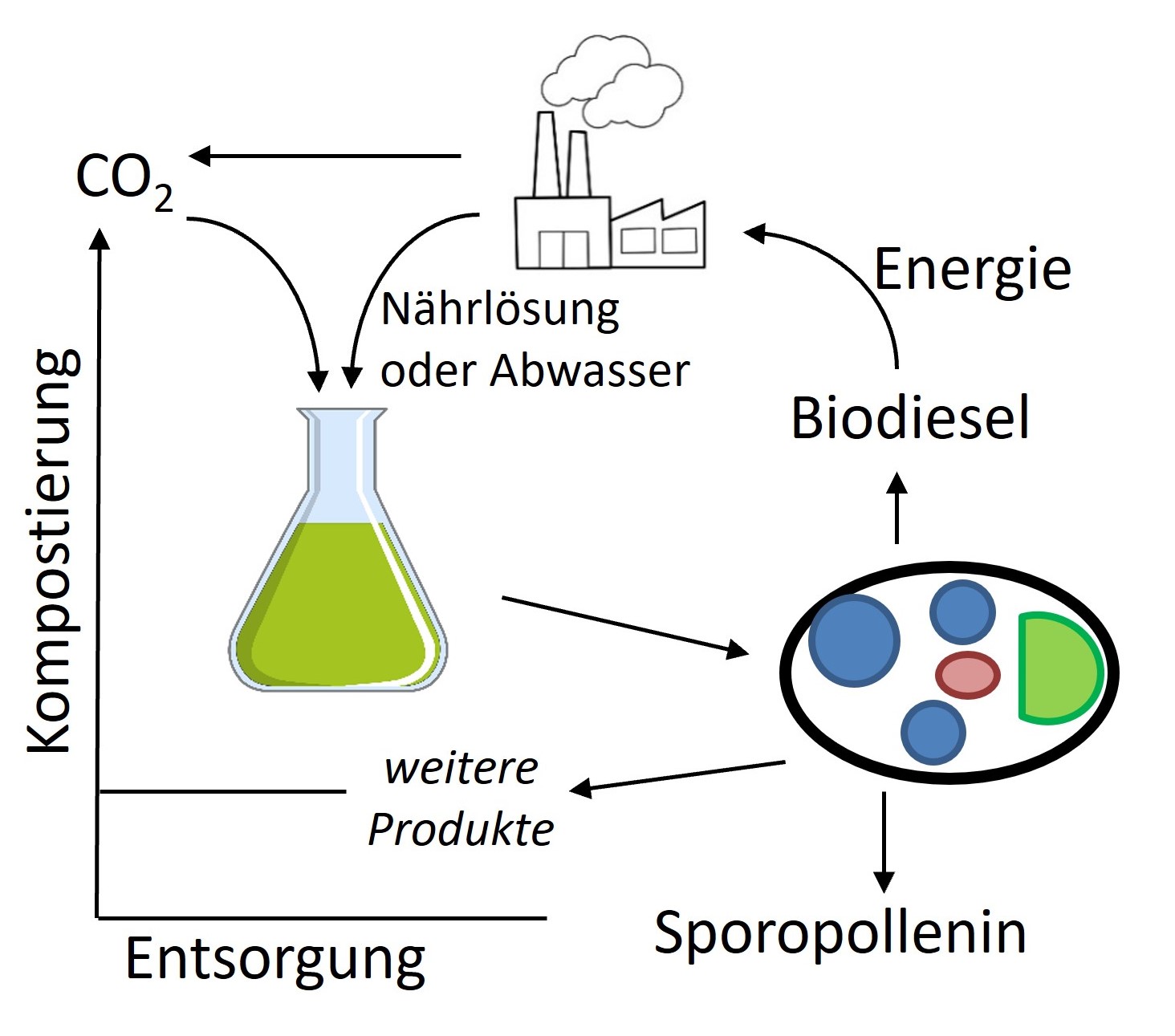 Algae, especially microalgae can be found almost everywhere in the world. They are not restricted to oceans, lakes and other water areas but can live also in dry places if humidity is provided from time to time. Although autotrophic, single- celled microalgae live on a frugal diet of light, CO2 and water with a few salts, they quickly adapt their metabolism and other cell components to various environmental conditions, thus producing a high variety of chemical compounds like vitamins. So far, microalgae are mainly used as dietary supplements in human nutrition but their contribution in green production processes is almost unlimited: microalgae cultivation is simple and can be integrated into most manufacturing processes. It’s low cost, it is binding more CO2 per volume than trees and it transforms waste products from other manufacturing processes into valuable chemicals like biodiesel, cellulose, sporopollenin or even pharmaceutics.