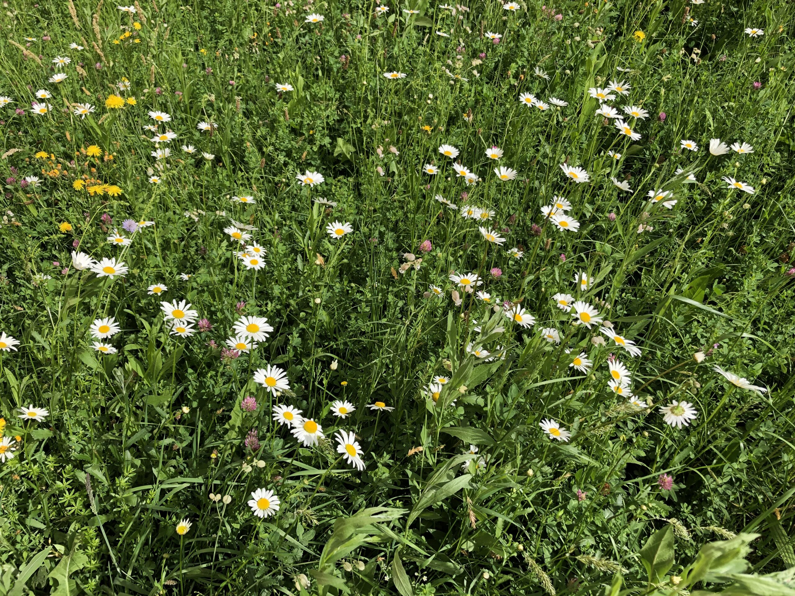 wiese Hellbrunner Straße 34