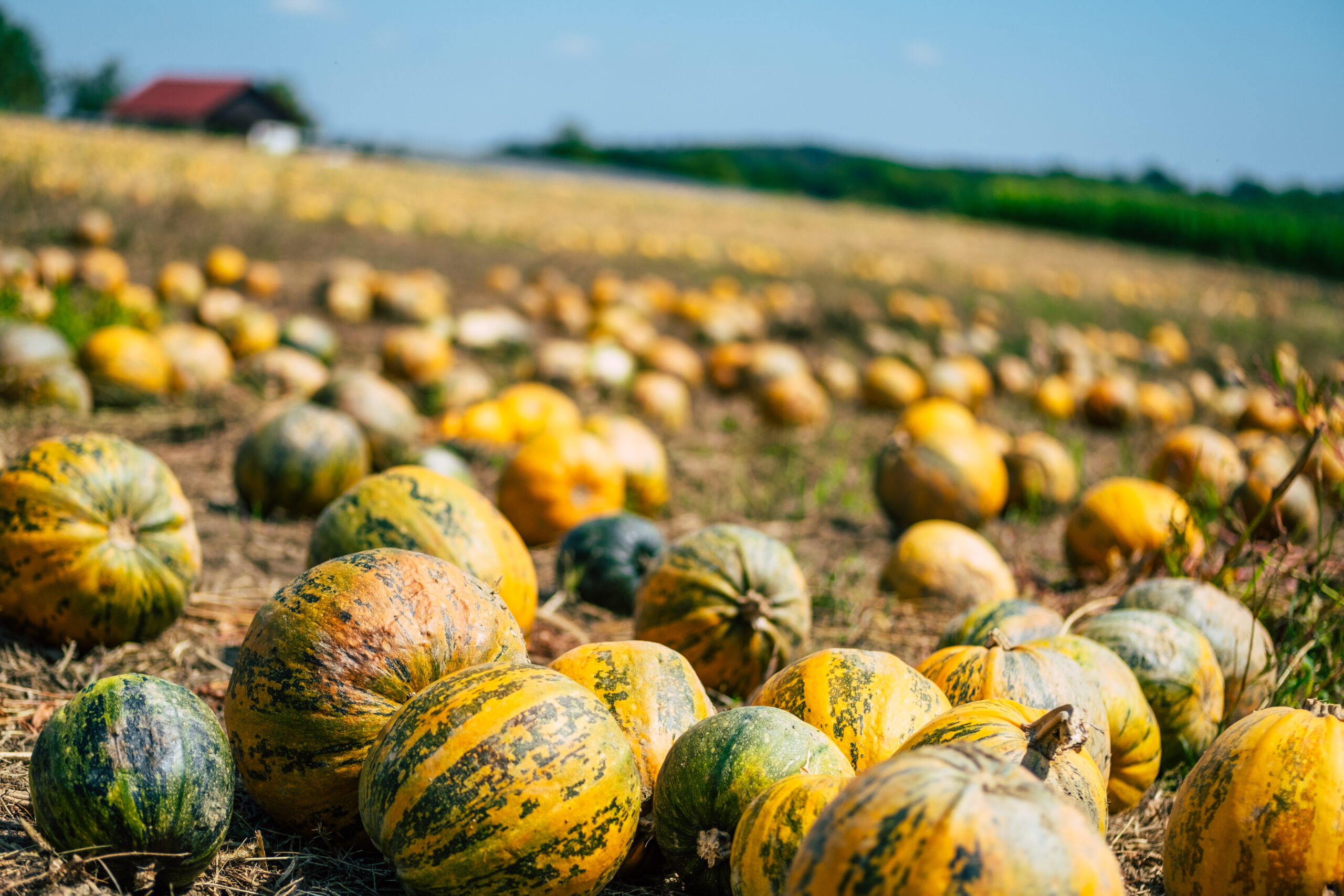 Kürbisfeld