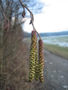 Erle, Bildrechte Pollenwarndienst Salzburg