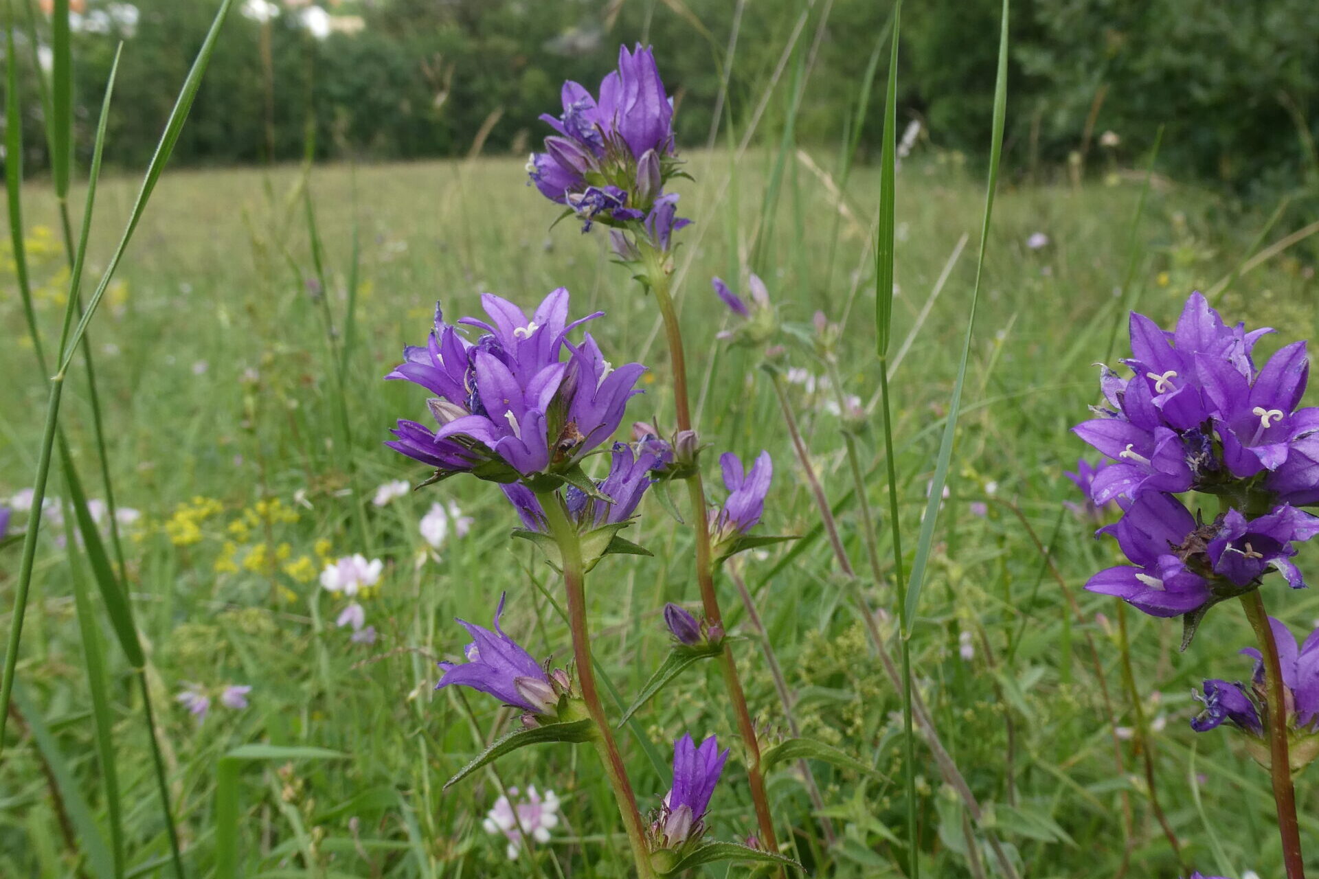 Bild Campanula