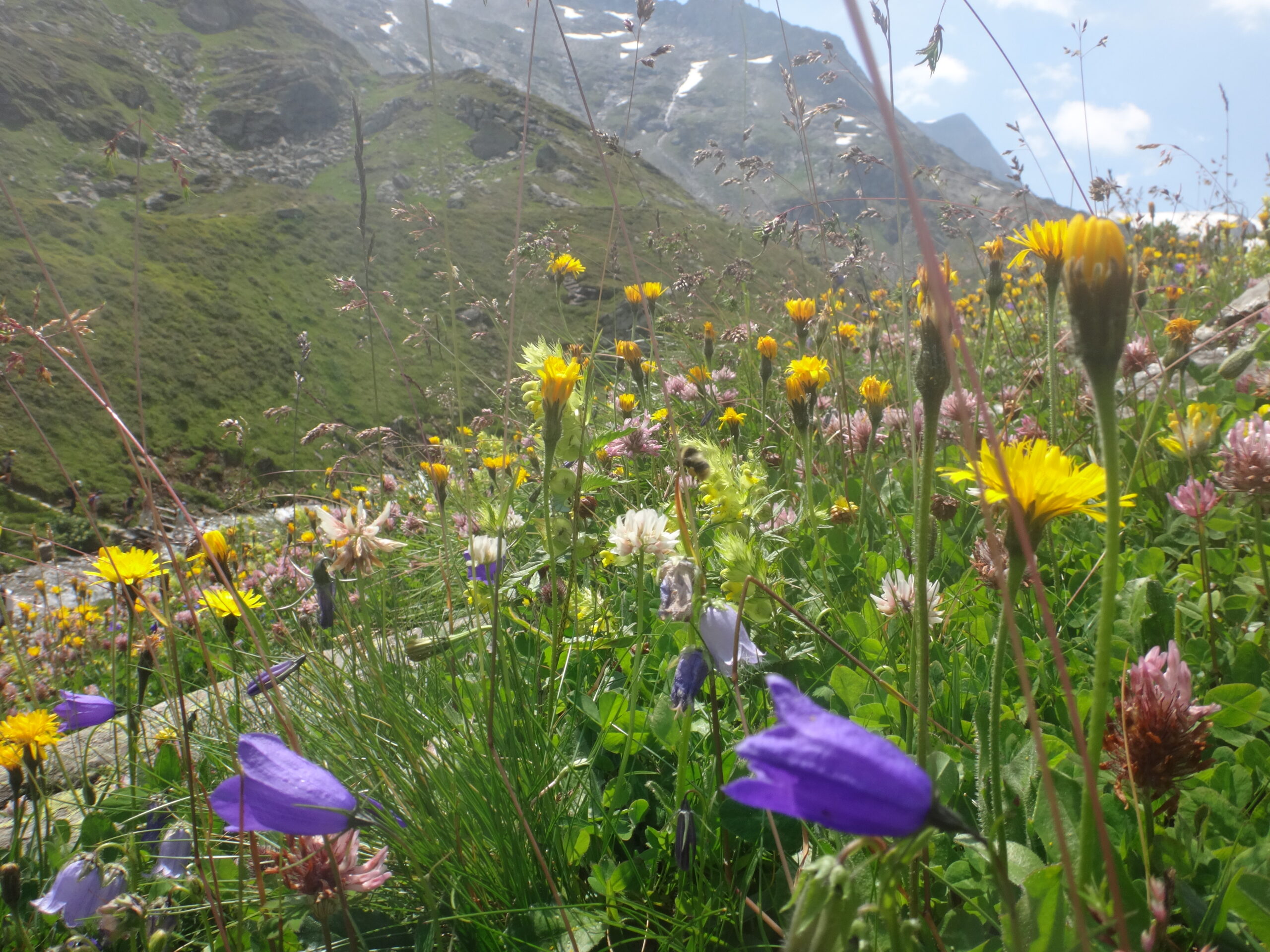 Blumenwiese am Berg