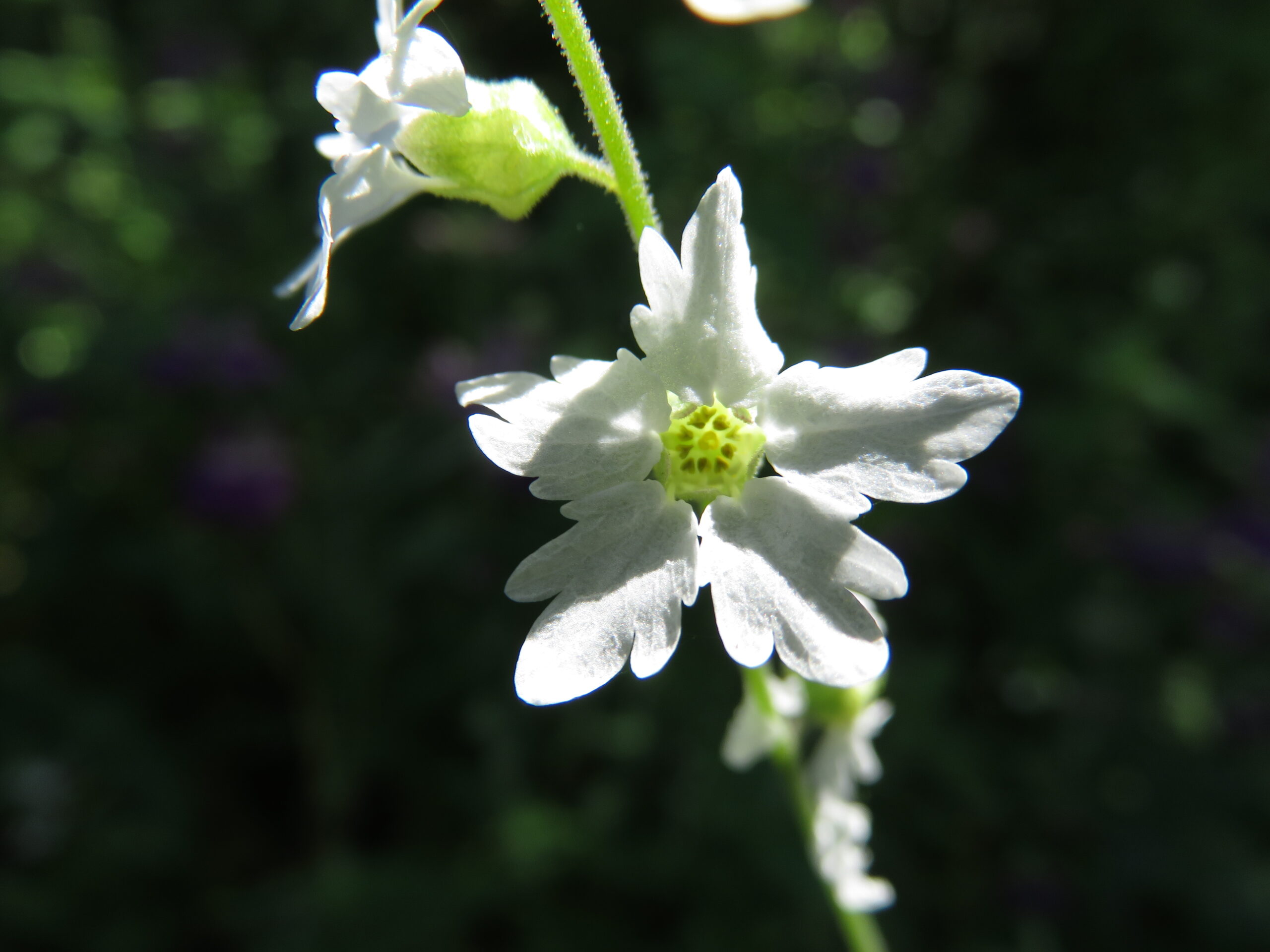 Lithophragma Bolanderi