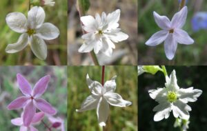 Blüten der Studienpflanze Lithophragma