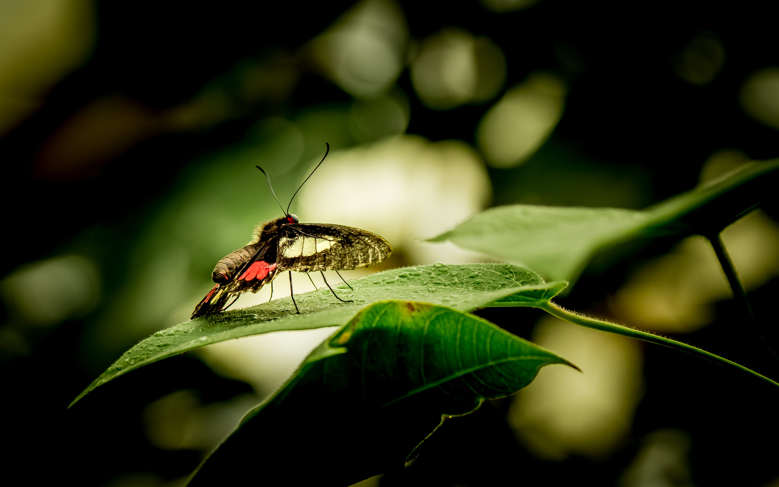 Schmetterling Parides sesostris