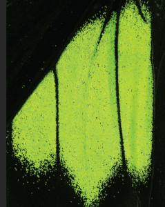 Schmetterling 3D-Geflecht