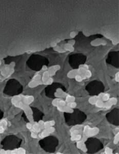 3D Aufnahme Schmetterlingsflügel