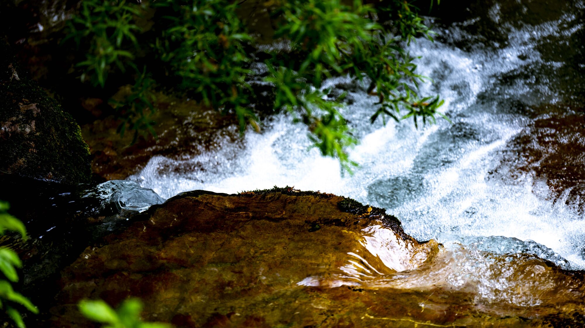 Fluss fließt durch den Wald