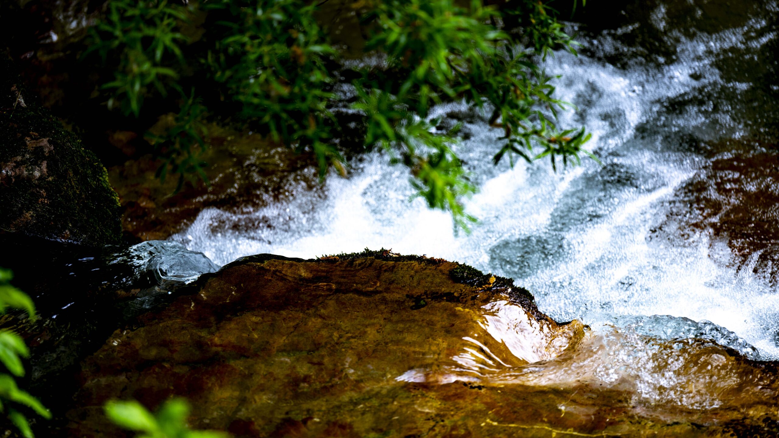 Fluss fließt durch den Wald