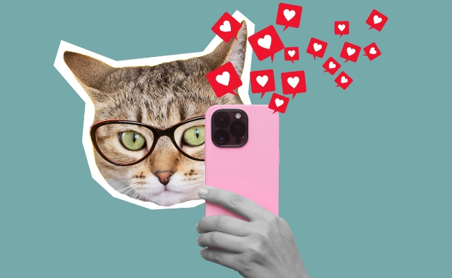 Cat's head in glasses holding pink mobile phone with like symbols from social media stock photo