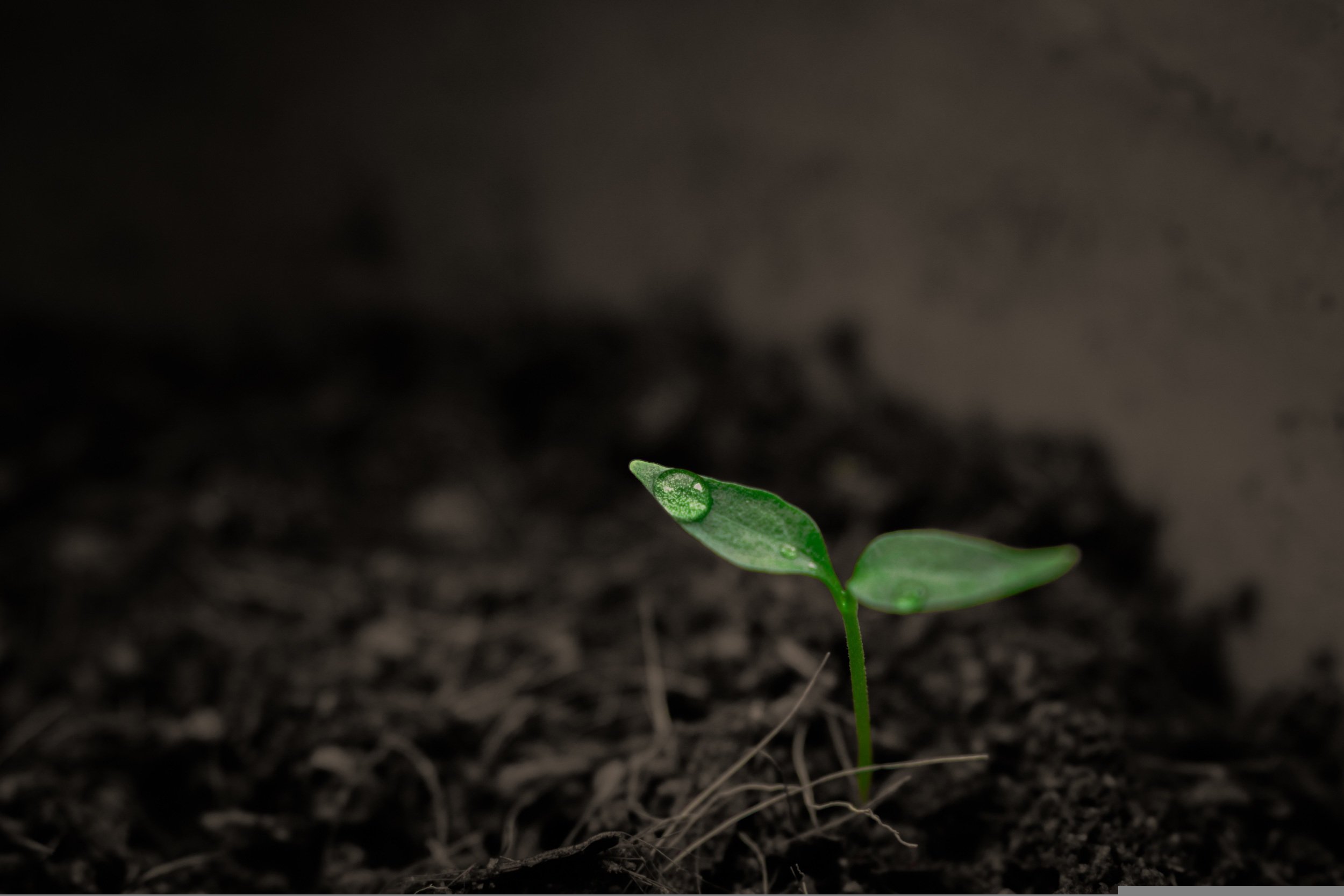 einzellne Junkplfanze im Beet