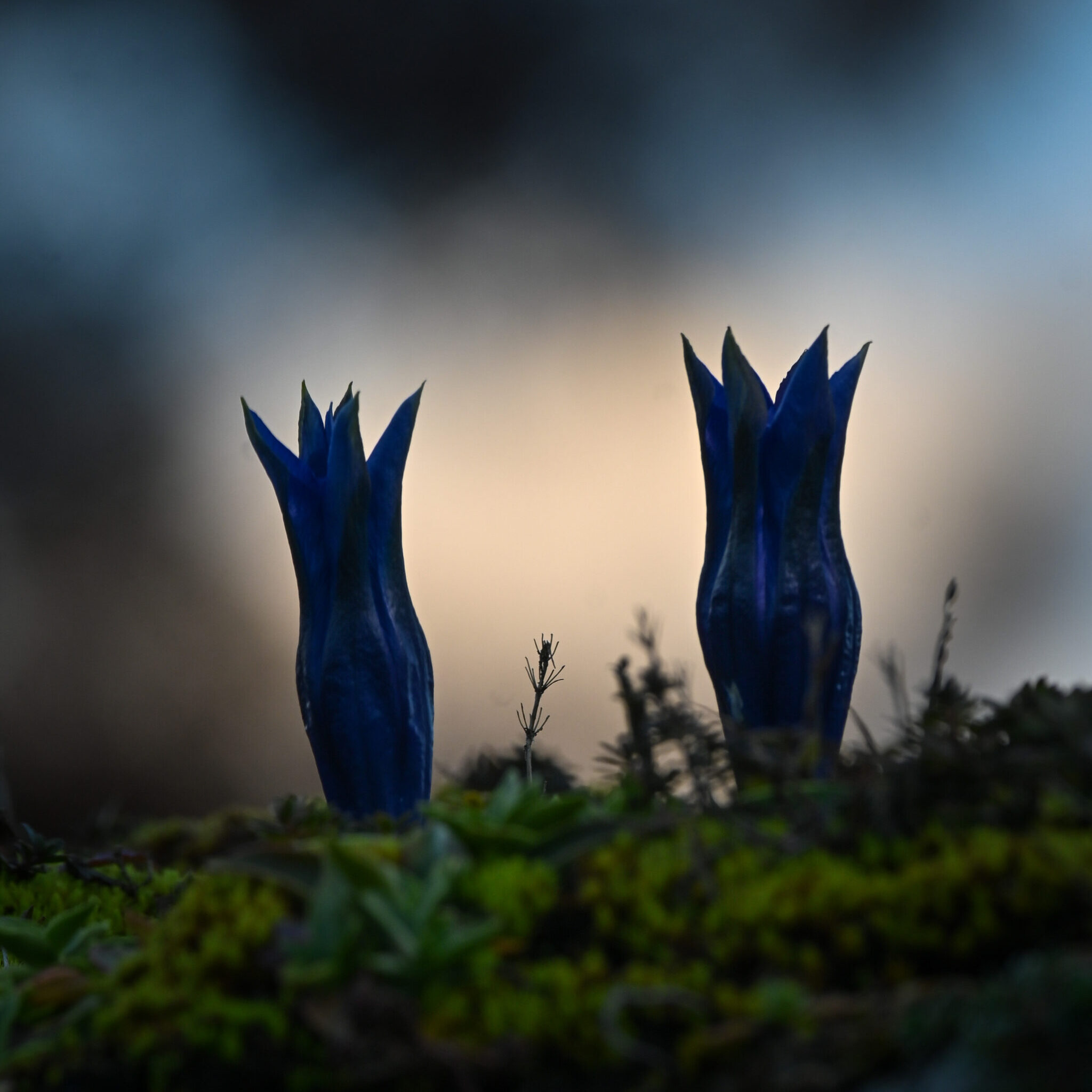 Gentiana acaulis