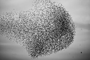 Vogelschwarm