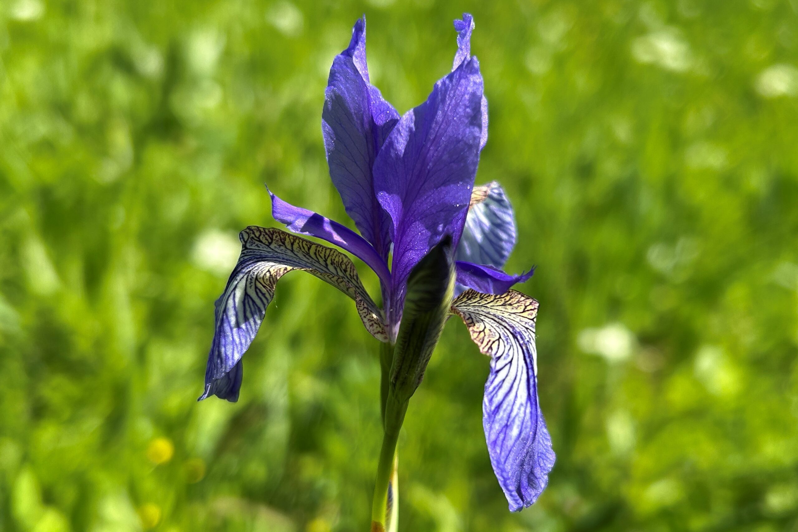 Bild Iris