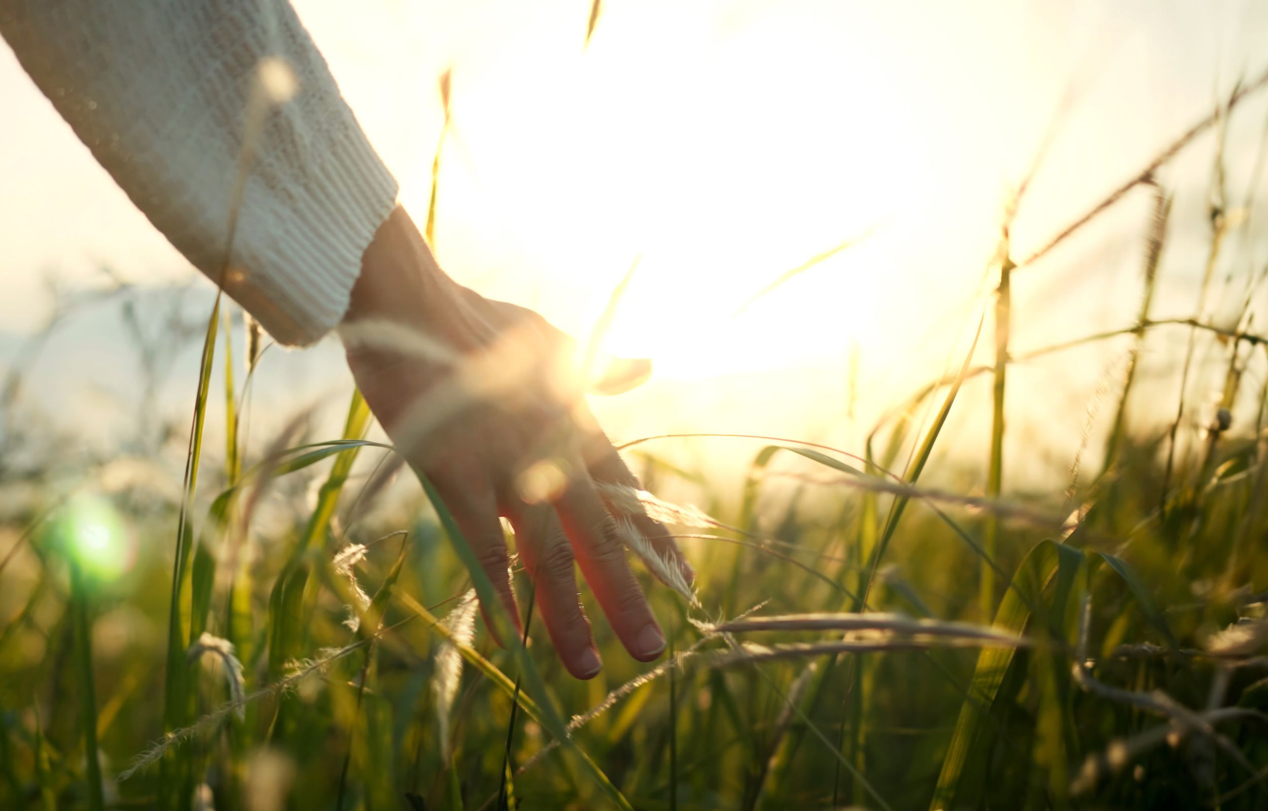 Hand bewegt sich durch Gras