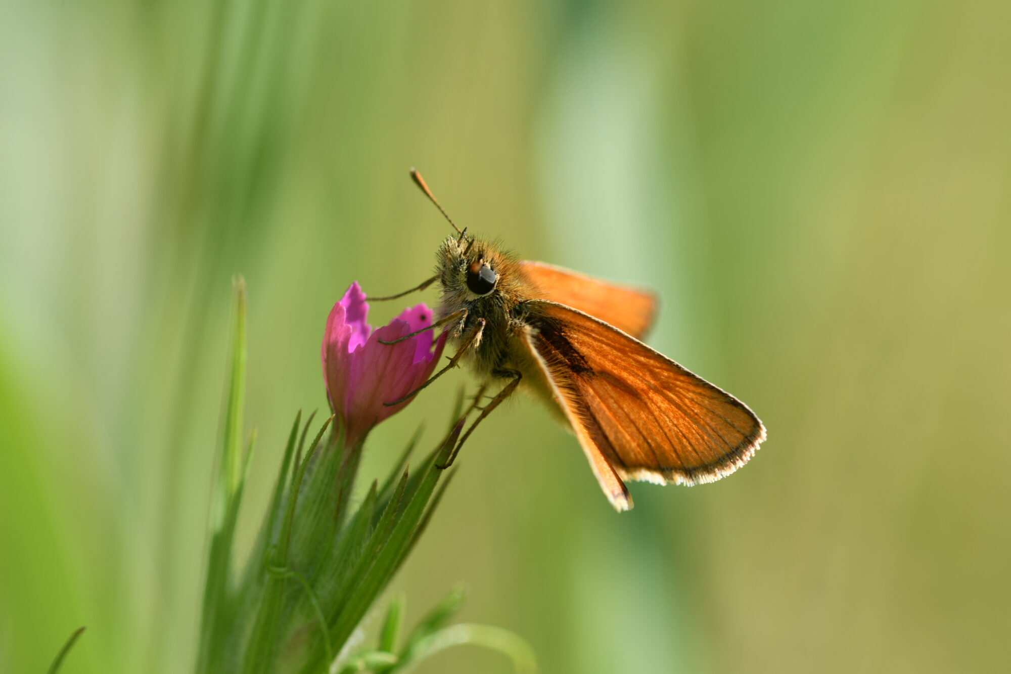 Schmetterling sitzt auf Pflanze