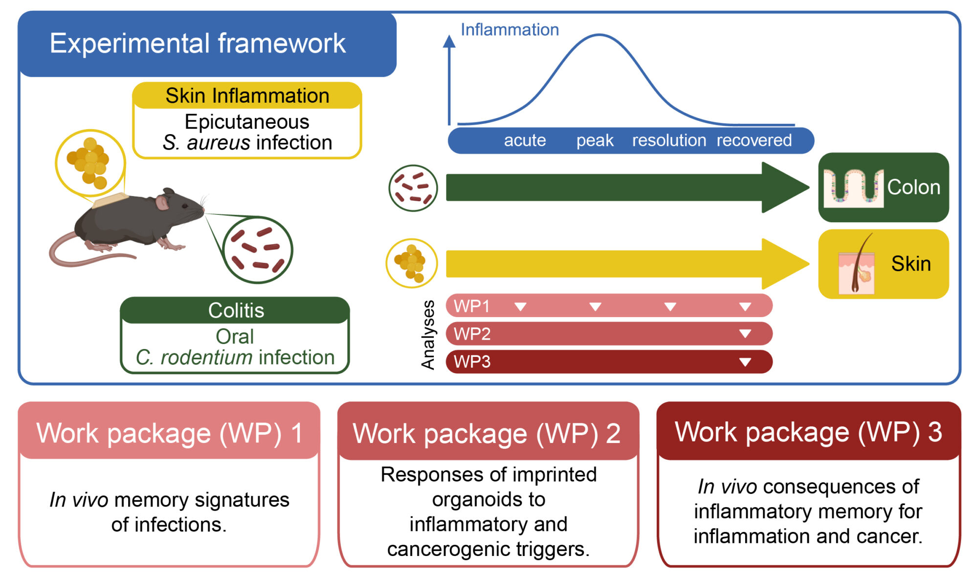 graphical abstract starkl