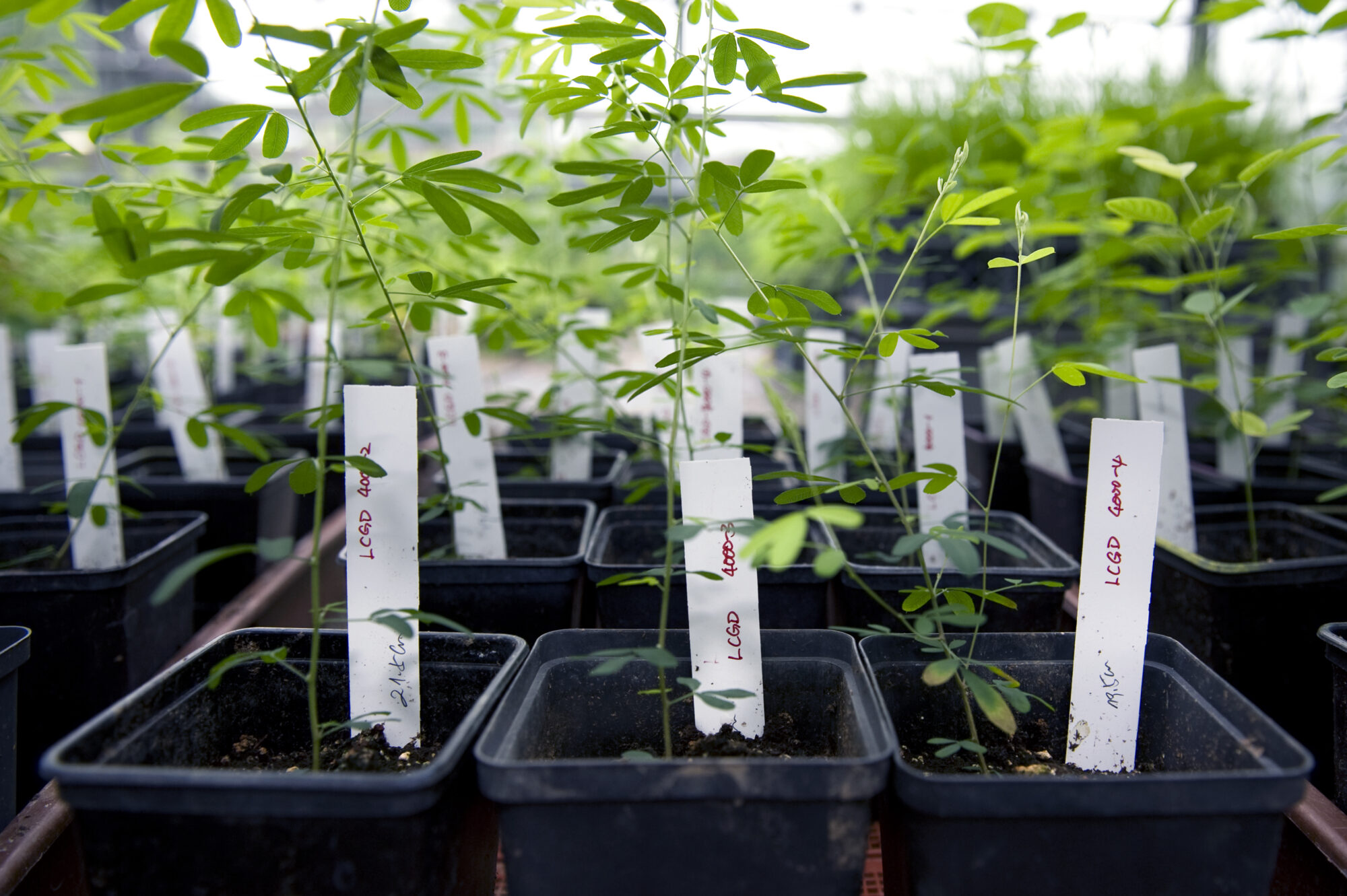 Masterarbeit &Ouml;kologie