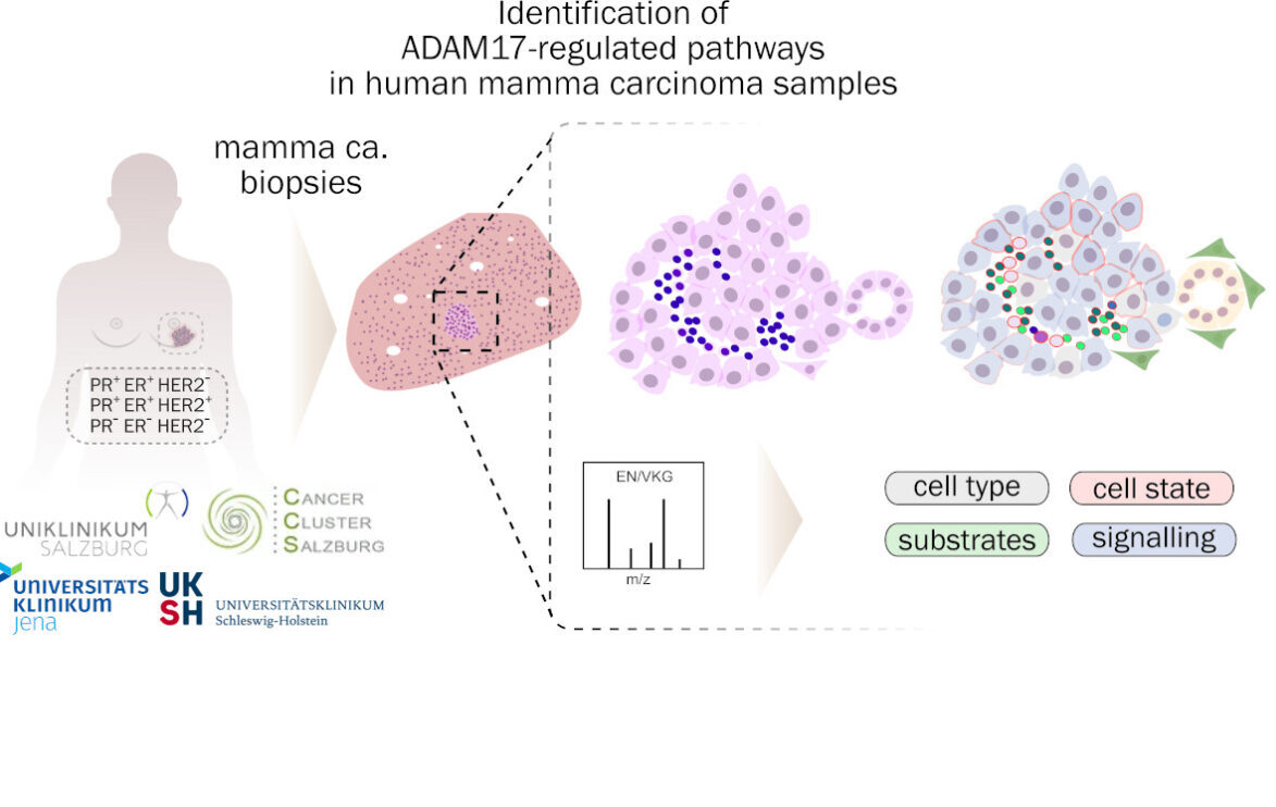 analysis of breast cancer biopsies
