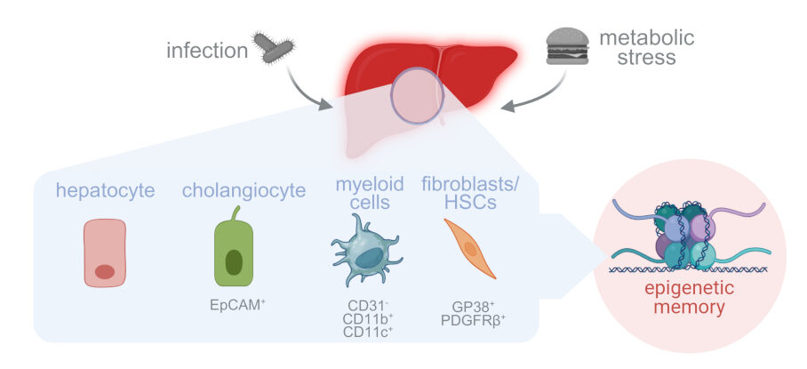epigenetic memory in liver cell types