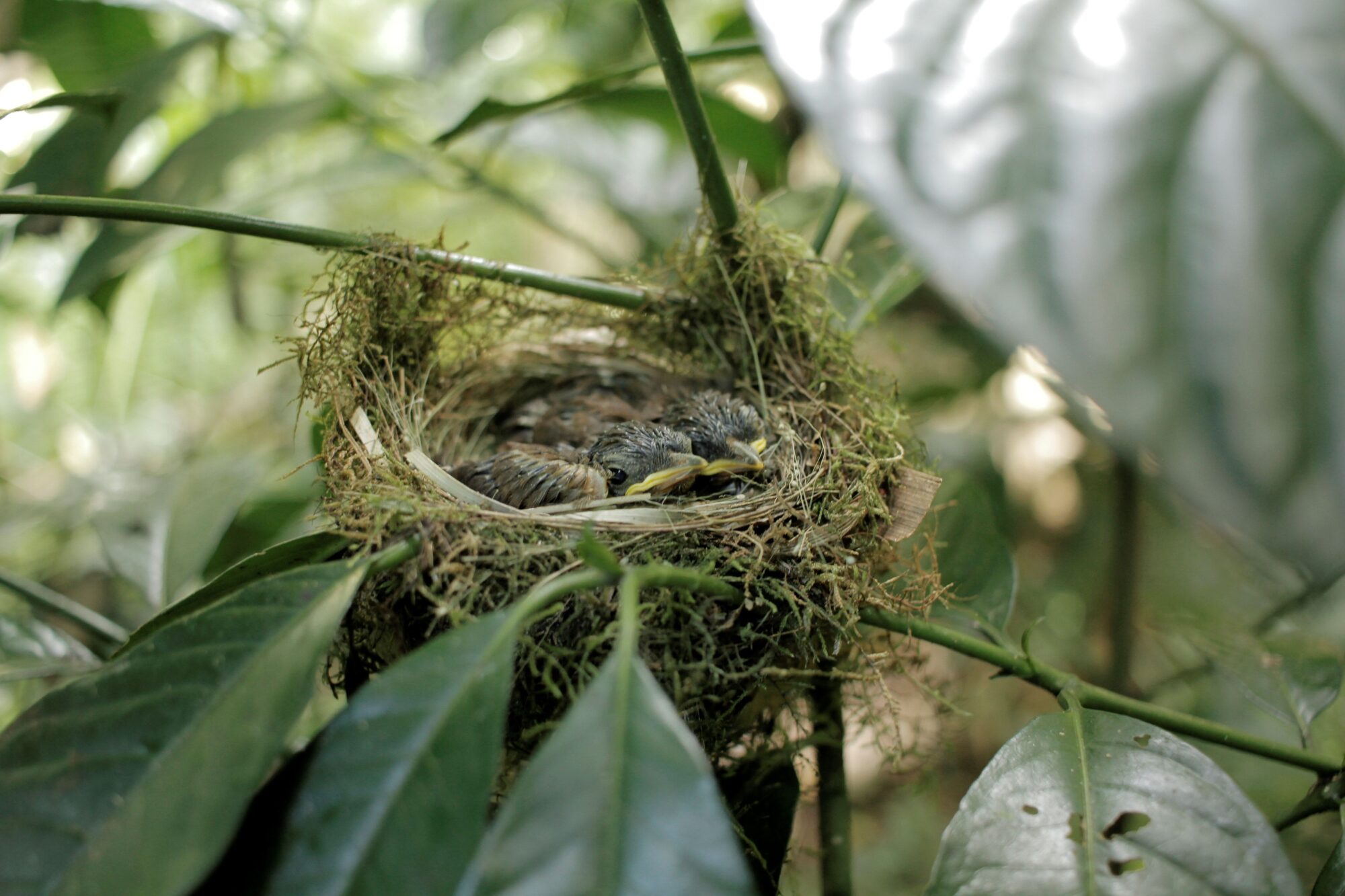 Keniab&uuml;lb&uuml;l Nestlinge im Vogelnest