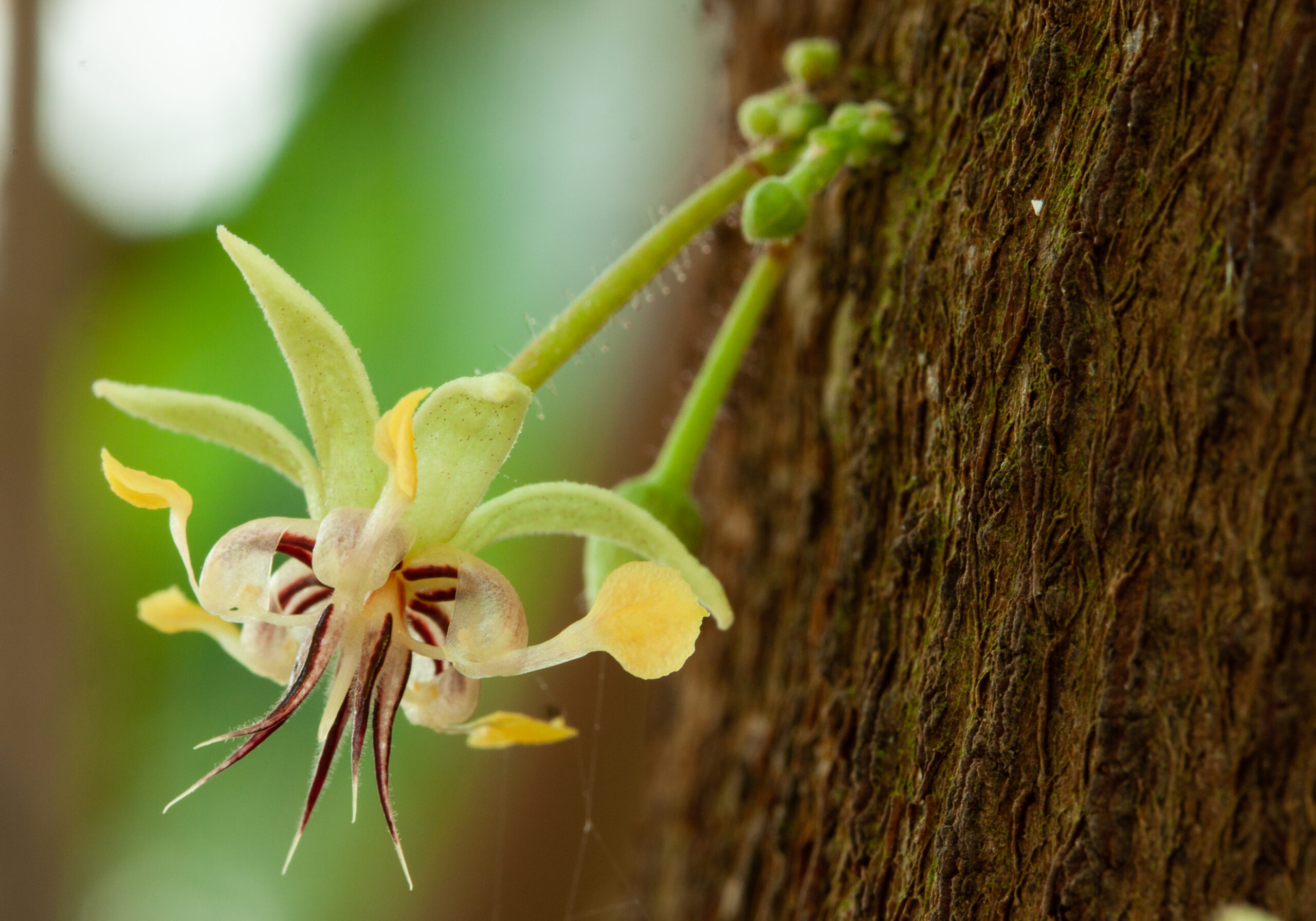 fassadengew&auml;chshaus