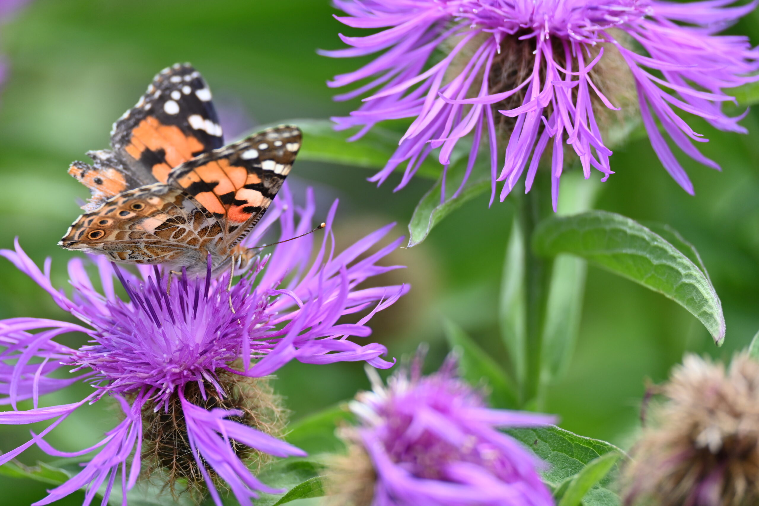 Schmetterling sitzt auf Blume
