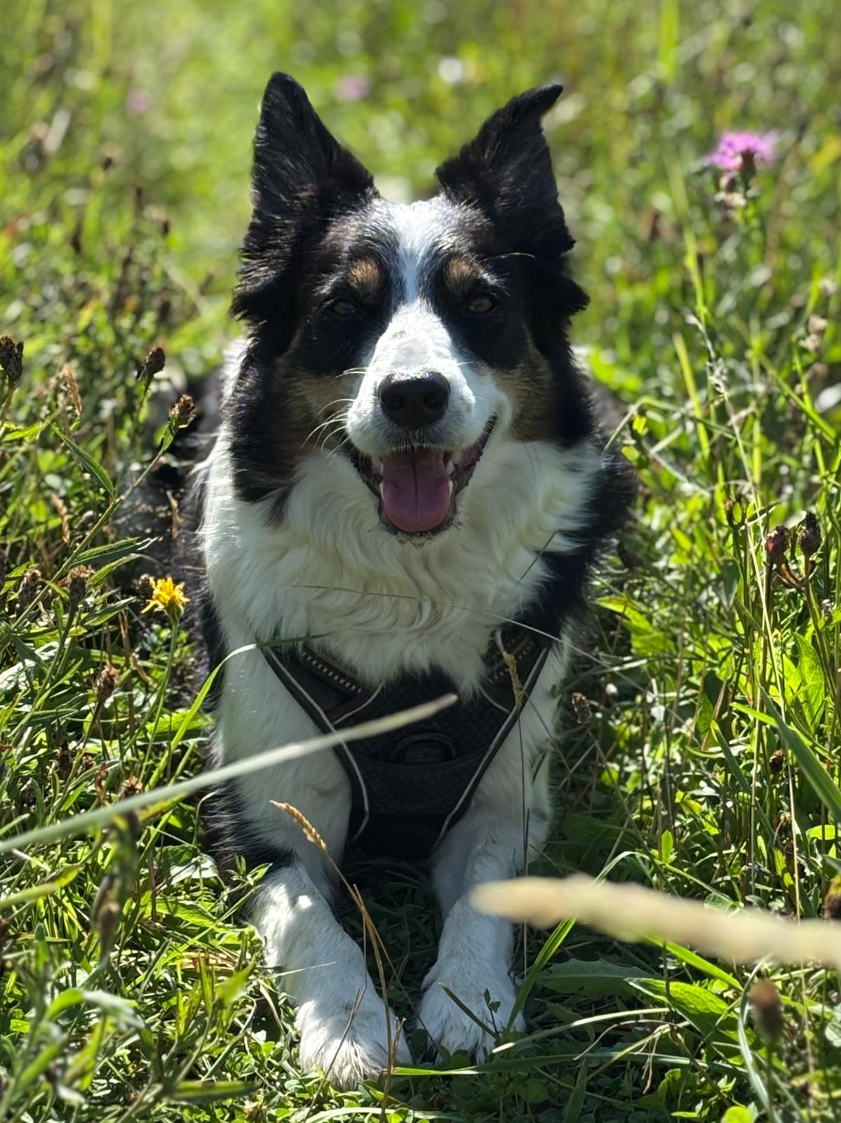 border collie