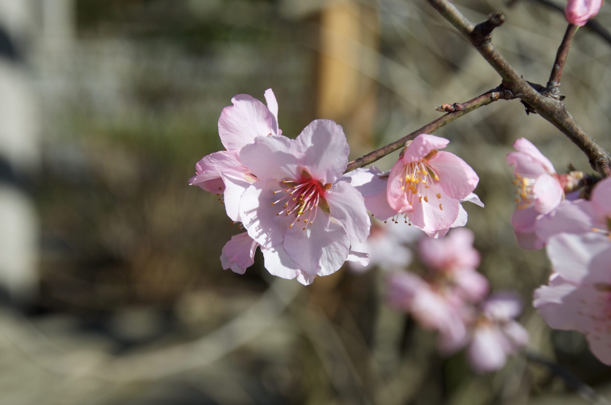 Bl&uuml;hender Mandelbaum