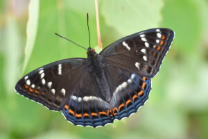 Gro&szlig;er Eisvogel