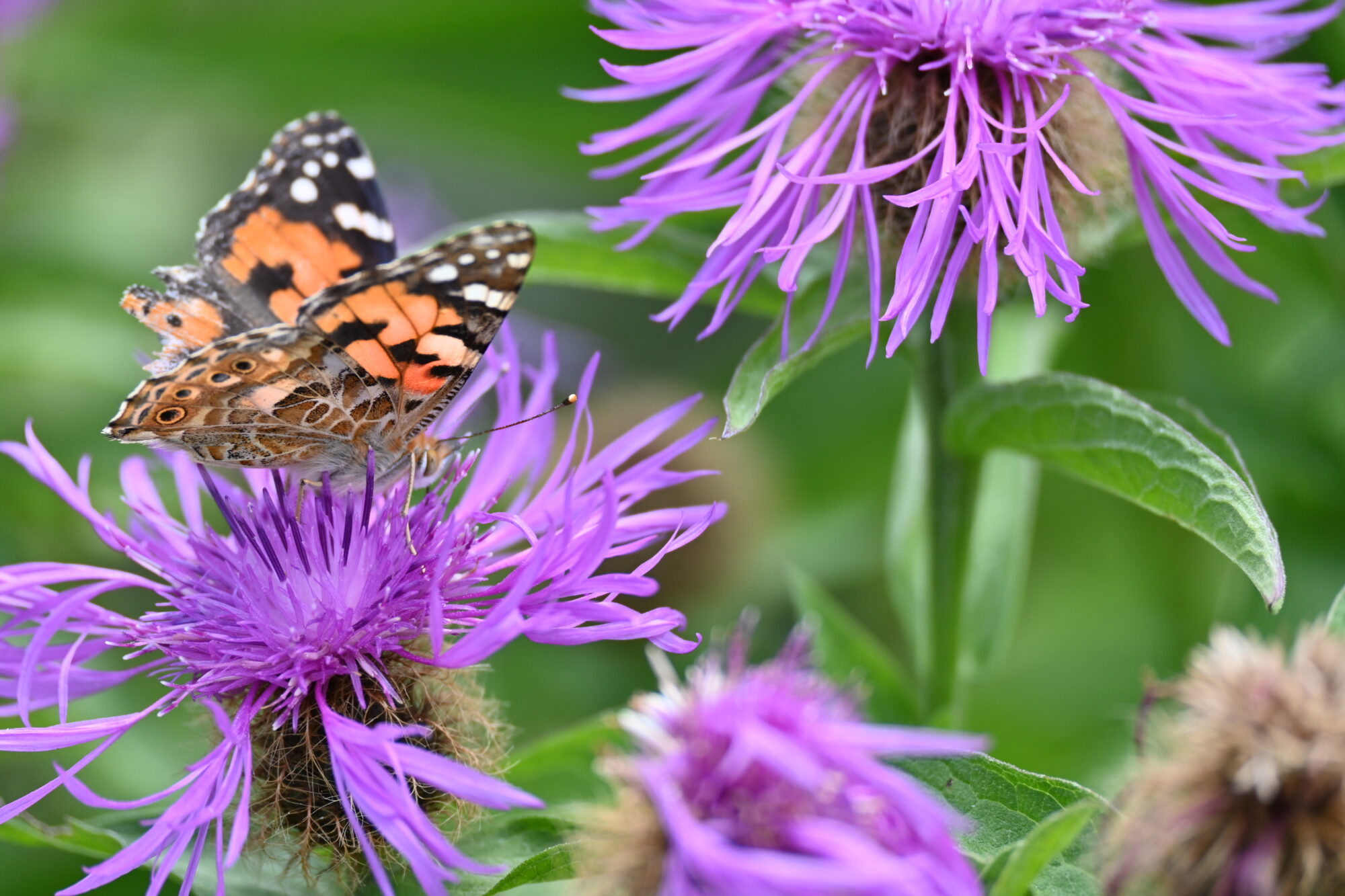 Schmetterling inmitten von Blumen
