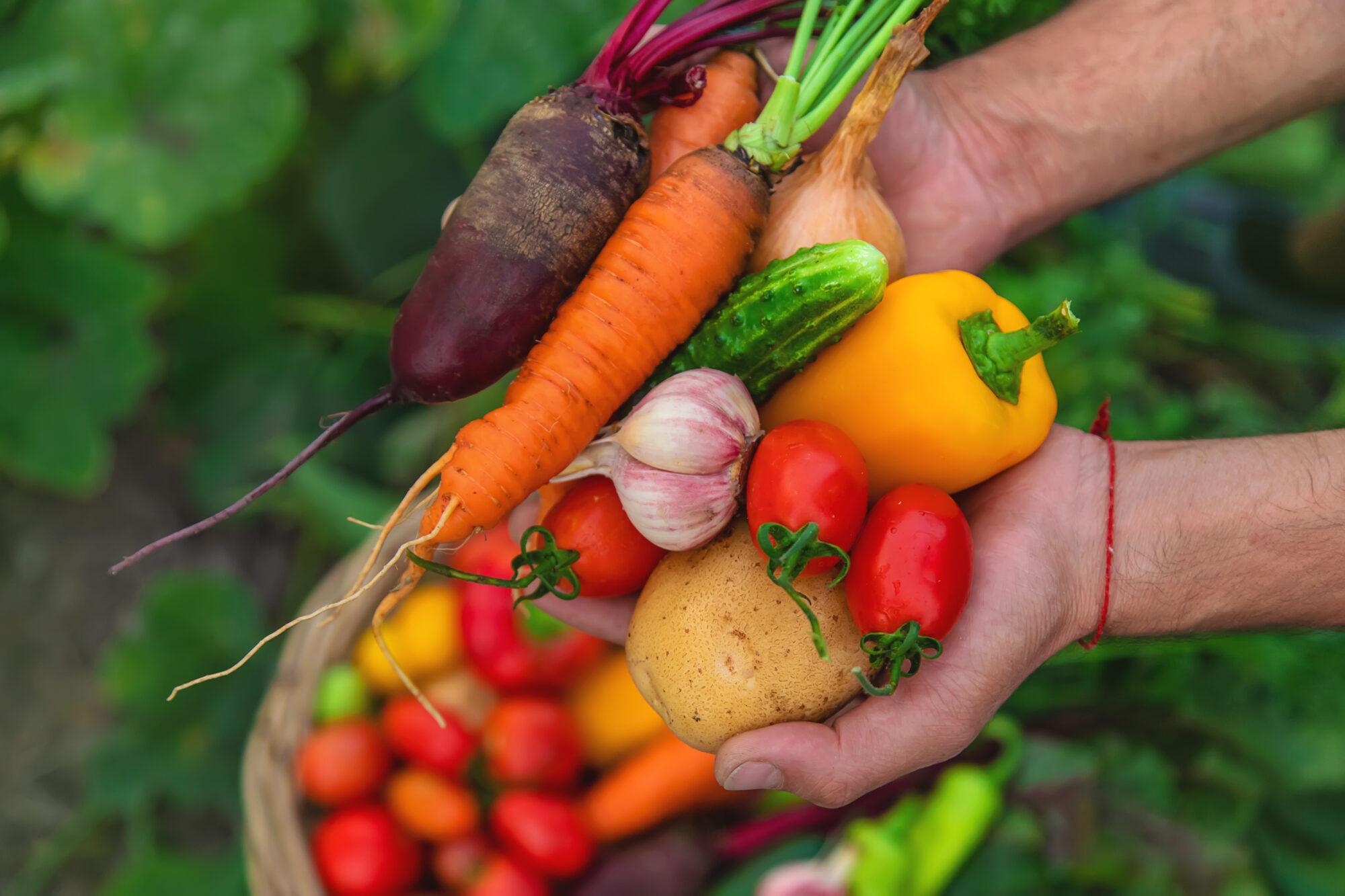 A man with a harvest of vegetables in the garden. Selective focus. Food.