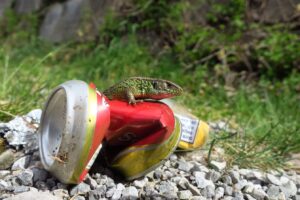 Eidechse sitzt auf Aludose