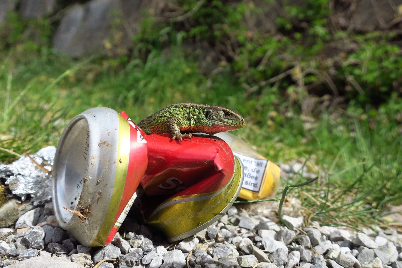 Eidechse sitzt auf leerer Aludose