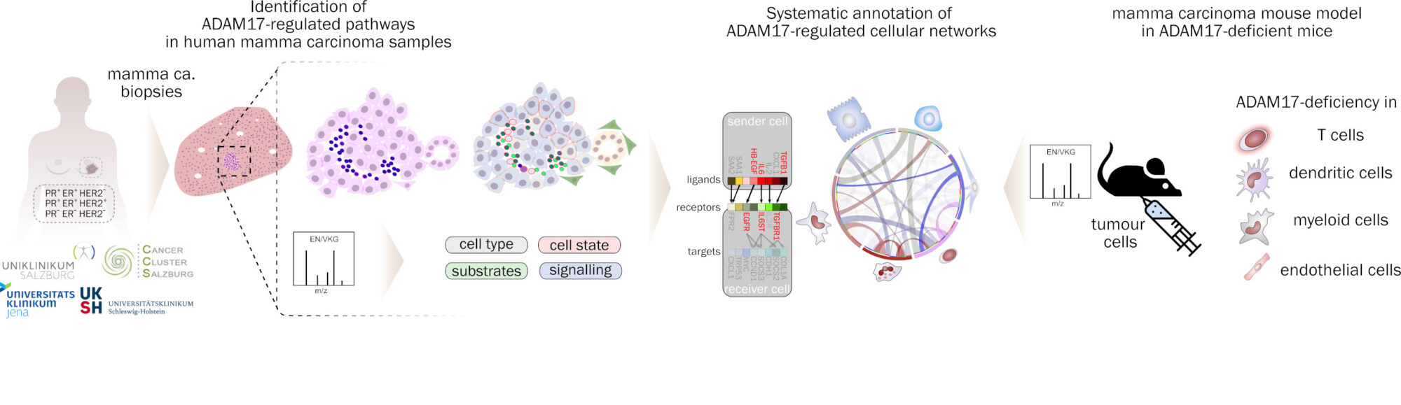 graphical abstract