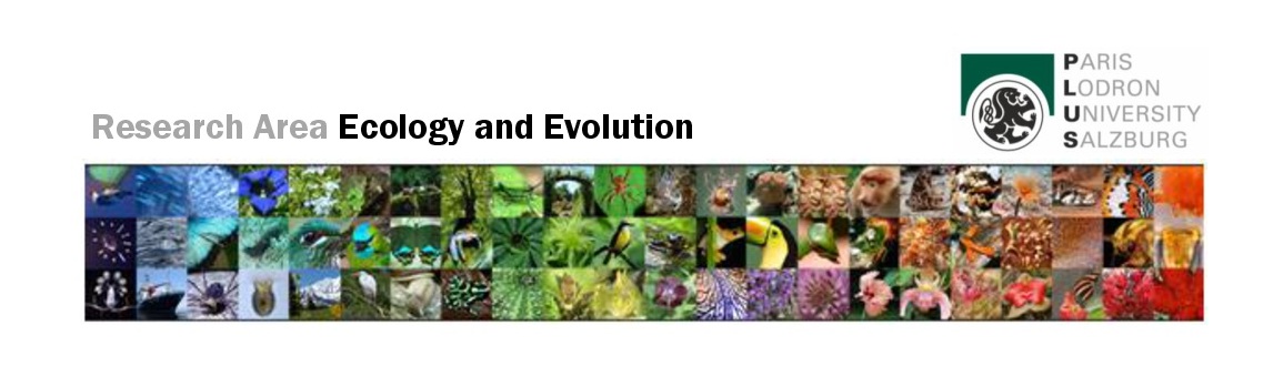 SE MSc Diss