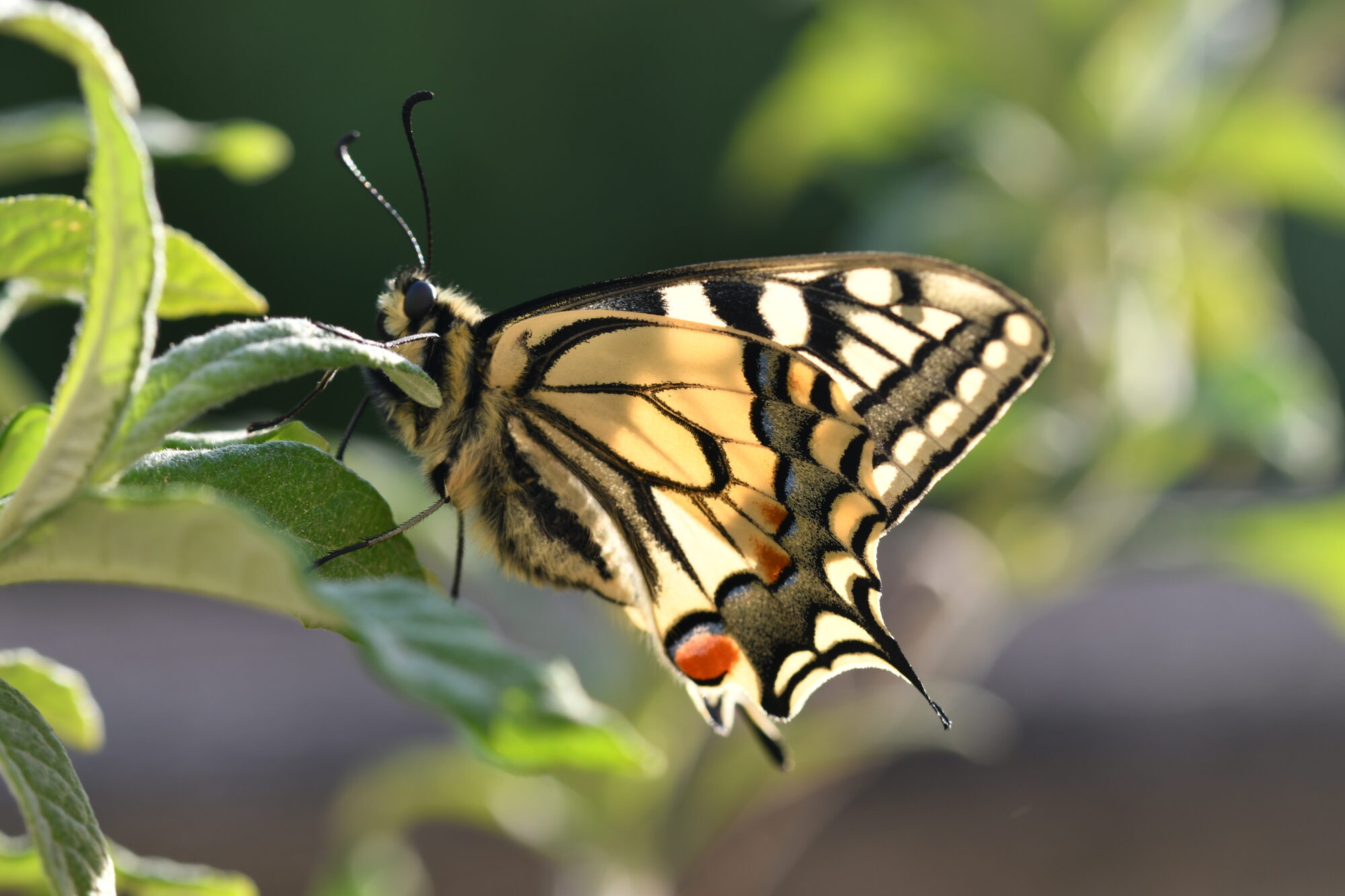Schmetterling Schwalbenschwanz