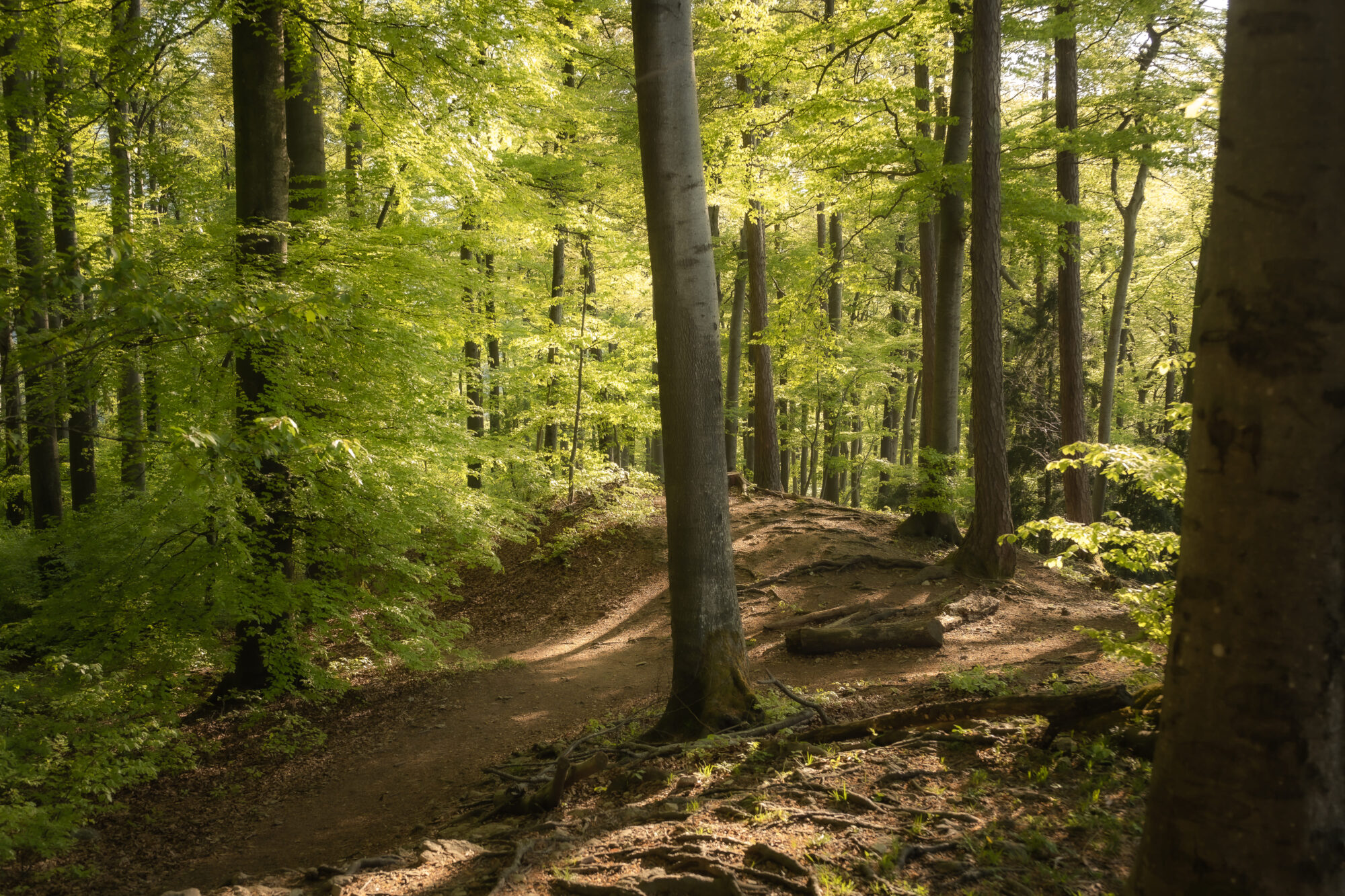 Aifnahme Wald mit Sonnenlicht am Kapuzinerberg