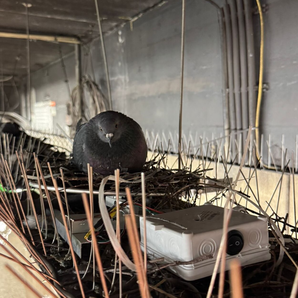 Taubenvater sitzt im Nest